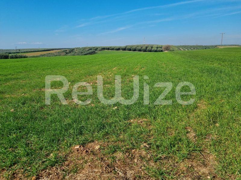 Photo 1,Τοπίο,ΠΏΛΗΣΗ,Γη,Αγροτεμάχιο,20000τ.μ,€60,000,Νέα Τρίγλια