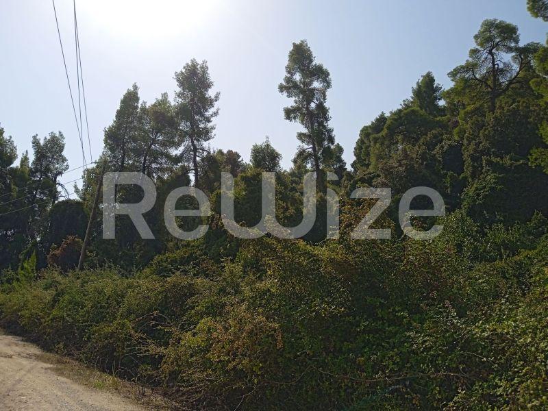 Photo 11,Τοπίο,ΠΏΛΗΣΗ,Γη,Αγροτεμάχιο,10000τ.μ,€160,000,Κρυοπηγή