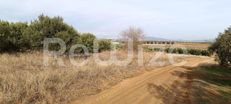 Photo 3,Outside,SALE,Land,Field,4000sqm,€70,000,Flogita
