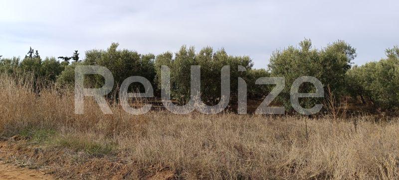 Photo 4,Outside,SALE,Land,Field,4000sqm,€70,000,Flogita