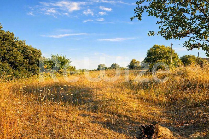 Field 6160 m² in Kassandra, photo 2
