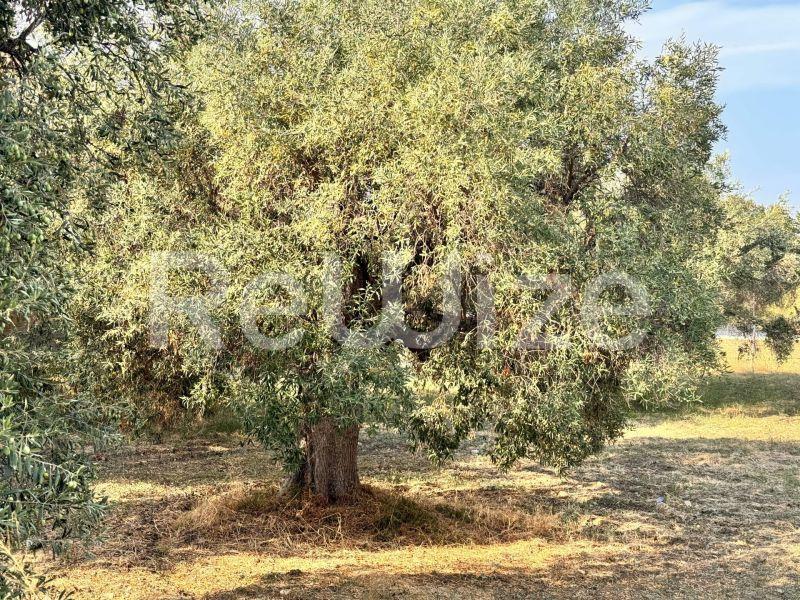 Photo 5,Εξωτερική,ΠΏΛΗΣΗ,Γη,Αγροτεμάχιο,1550τ.μ,€140,000,Ακτή Σαλονικιού