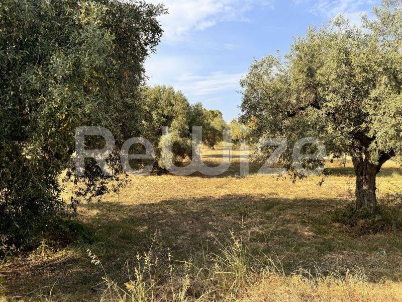 Photo 6,Κήπος,ΠΏΛΗΣΗ,Γη,Αγροτεμάχιο,1550τ.μ,€140,000,Ακτή Σαλονικιού