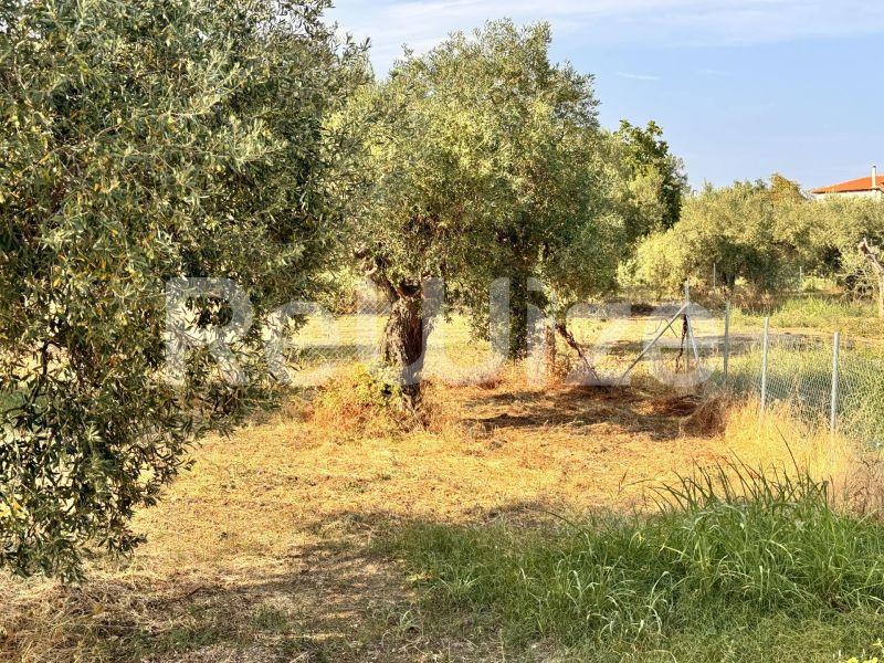 Photo 8,Κήπος,ΠΏΛΗΣΗ,Γη,Αγροτεμάχιο,1550τ.μ,€140,000,Ακτή Σαλονικιού
