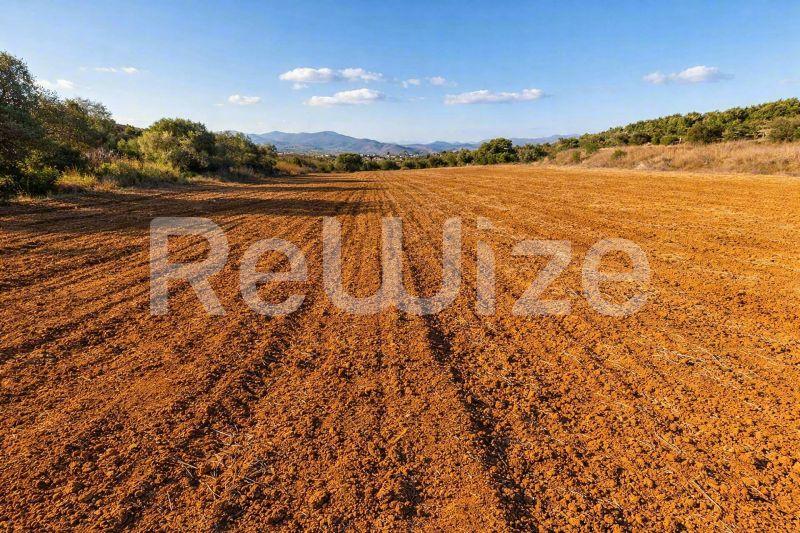 Αγροτεμάχιο 12500 τ.μ. στη Σιθωνία, φωτογραφία 5