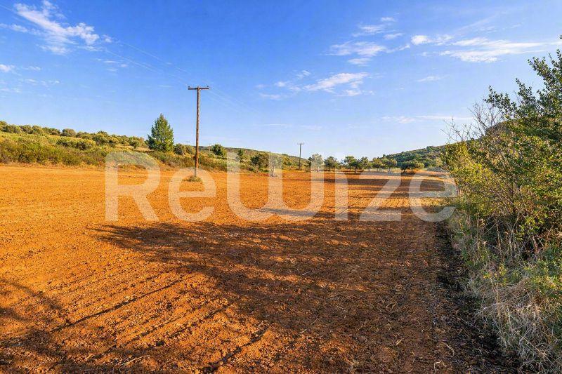 Αγροτεμάχιο 12500 τ.μ. στη Σιθωνία, φωτογραφία 6