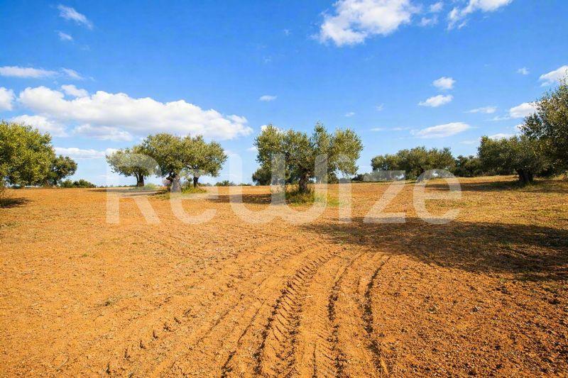 Αγροτεμάχιο στη Χαλκιδική με εύφορο έδαφος, ελιές και γεωργικές αυλακώσεις.
