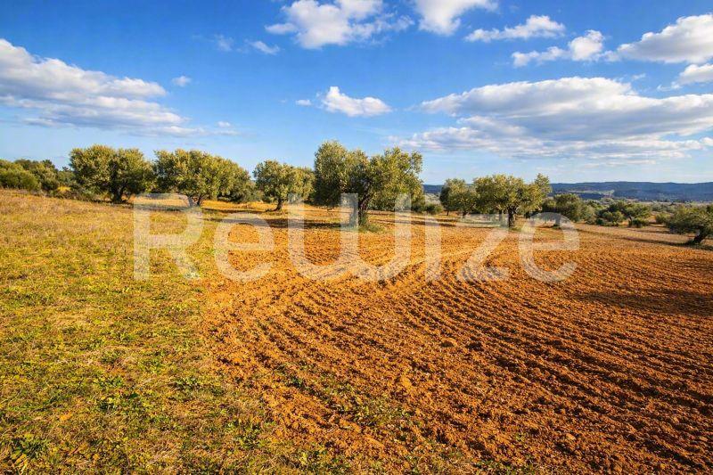 Ευρύχωρο αγροτικό οικόπεδο στη Χαλκιδική με οργωμένα χωράφια, ώριμες ελιές και πανοραμική θέα στην περιοχή.