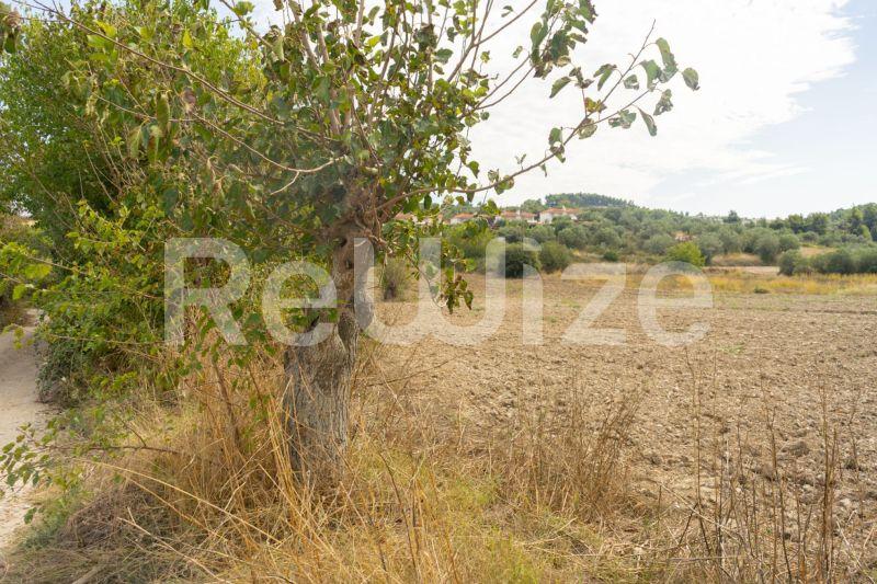 Photo 3,Τοπίο,ΠΏΛΗΣΗ,Γη,Αγροτεμάχιο,6000τ.μ,€150,000,Καλάνδρα
