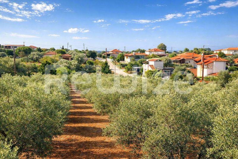 Οικόπεδο στη Χαλκιδική με ελαιόδεντρα, κόκκινο χώμα και θέα σε κατοικημένη περιοχή.