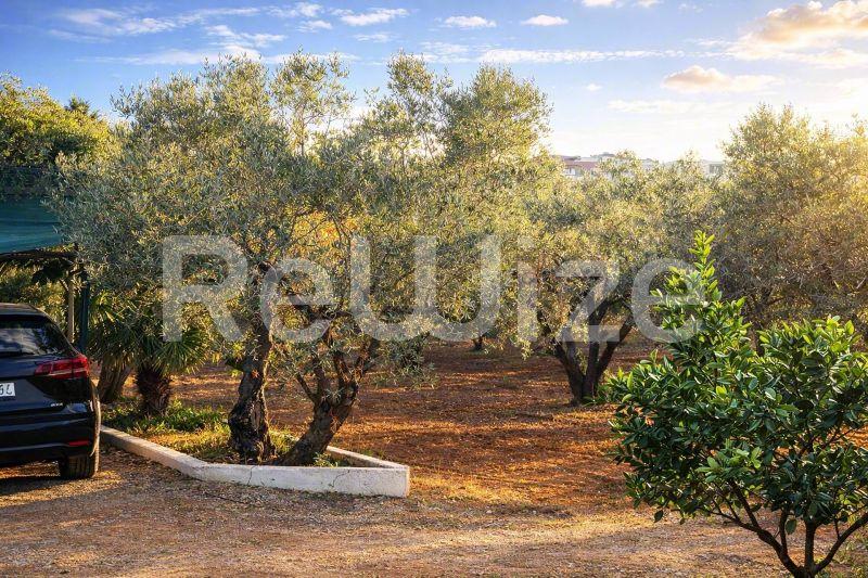 Просторο οικόπεδο στη Χαλκιδική με ώριμες ελιές, κόκκινο χώμα και σταθμευμένο αυτοκίνητο.