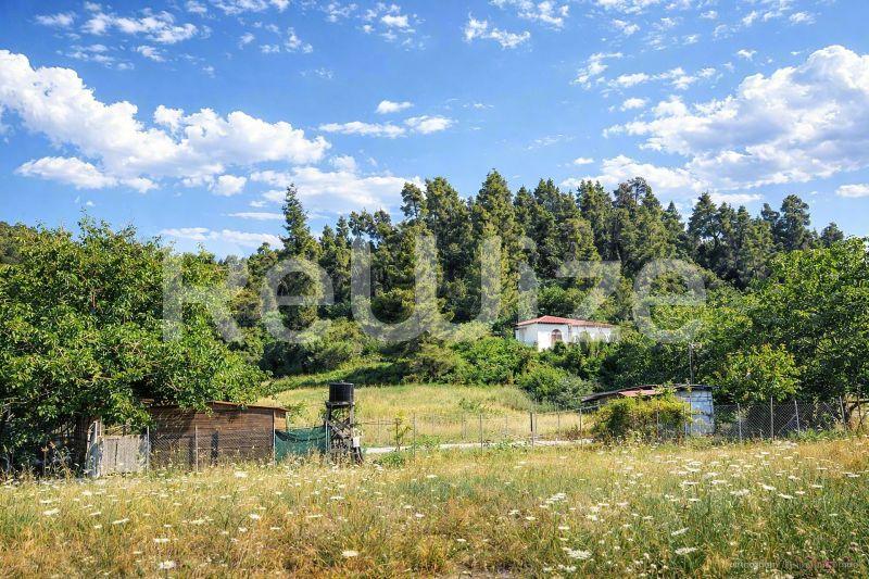 Οικόπεδο στη Χαλκιδική με πράσινη βλάστηση, άγρια λουλούδια και παραδοσιακό λιθόκτιστο σπίτι ανάμεσα στα δέντρα.