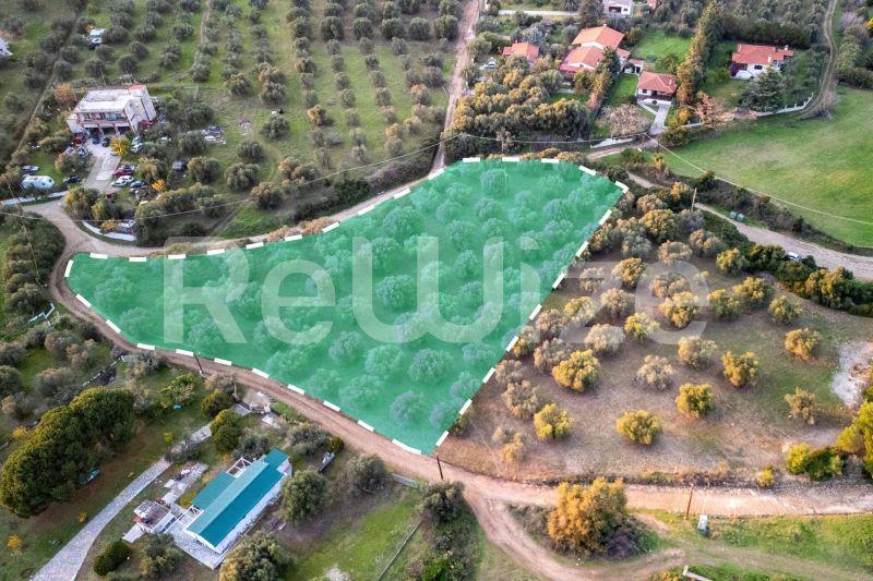 Photo 2,Garden,SALE,Land,Field,5032sqm,€79,000,Nea Skioni