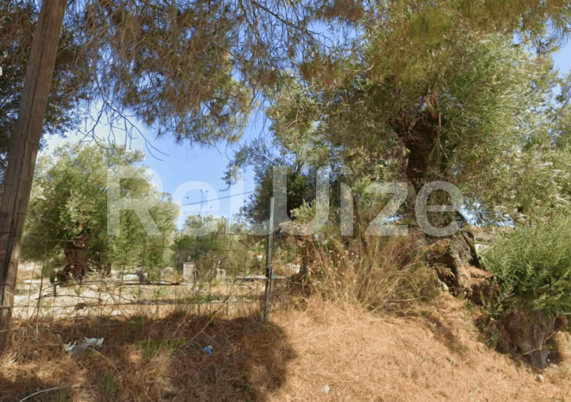 Photo 2,Κήπος,ΕΝΟΙΚΊΑΣΗ,Γη,Αγροτεμάχιο,1265τ.μ,€95,000,Ζάκυνθος