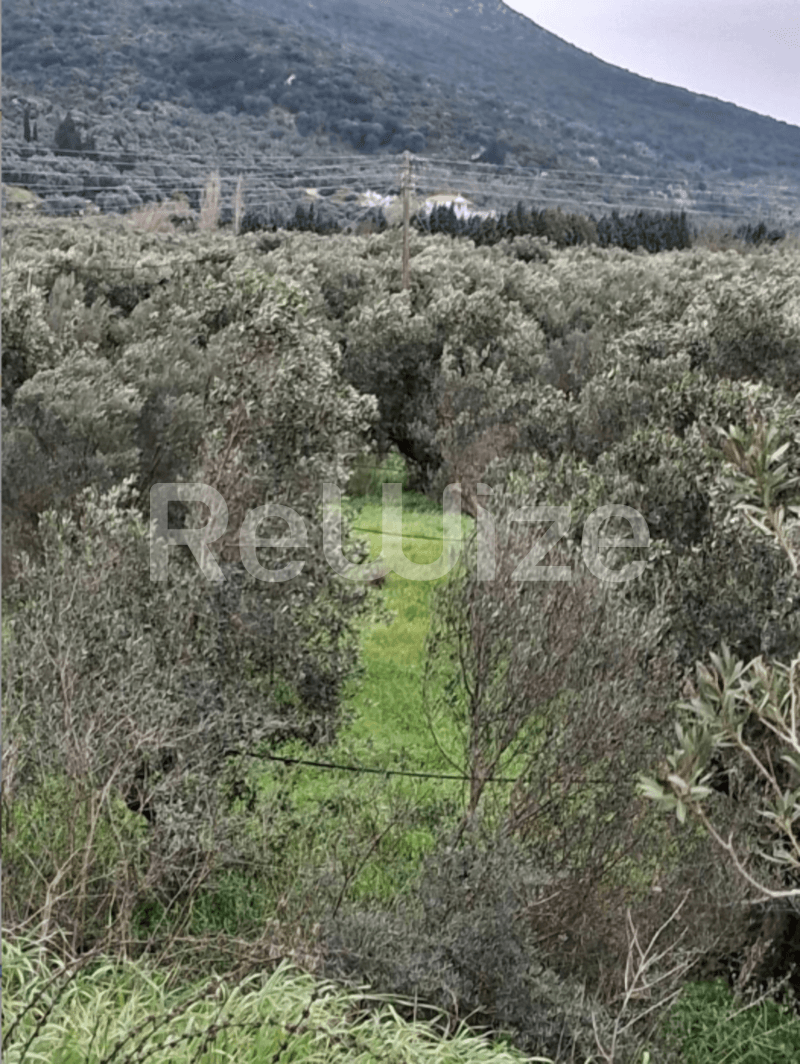 Photo 2,Εξωτερική,ΕΝΟΙΚΊΑΣΗ,Γη,Αγροτεμάχιο,18660τ.μ,€17,500,Ευηνοχώρι