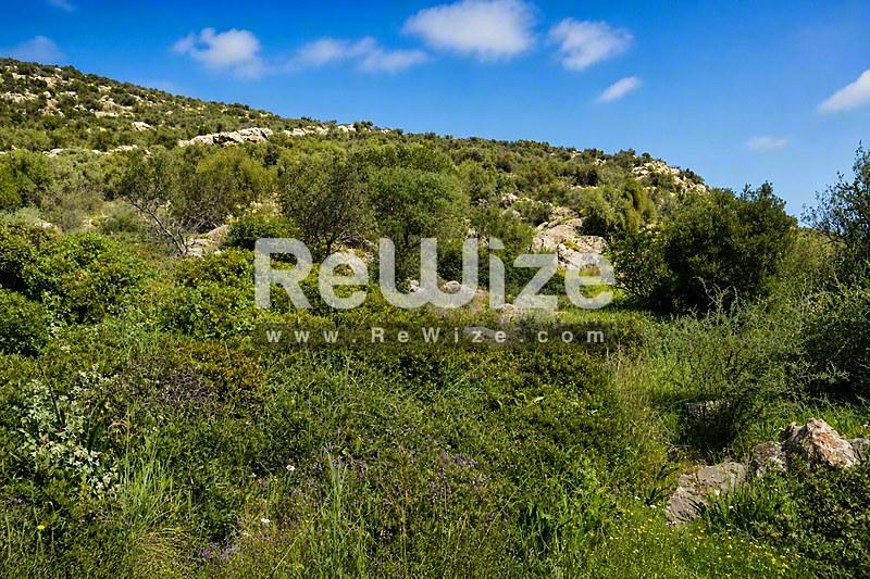 Πράσινη και γόνιμη πλαγιά γης στη Χαλκιδική με μεσογειακή βλάστηση και φυσικό τοπίο.