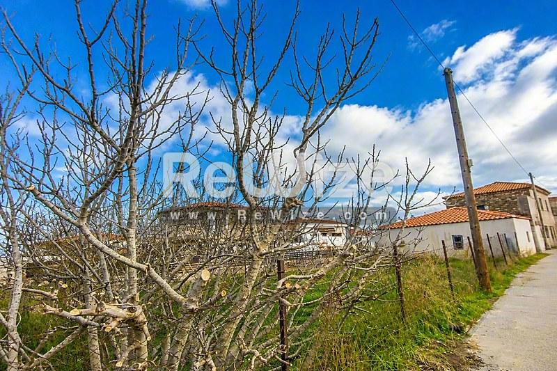 Αγροτική έκταση στη Χαλκιδική με γυμνά φρουτόδεντρα και ανοιχτή εξοχική θέα.